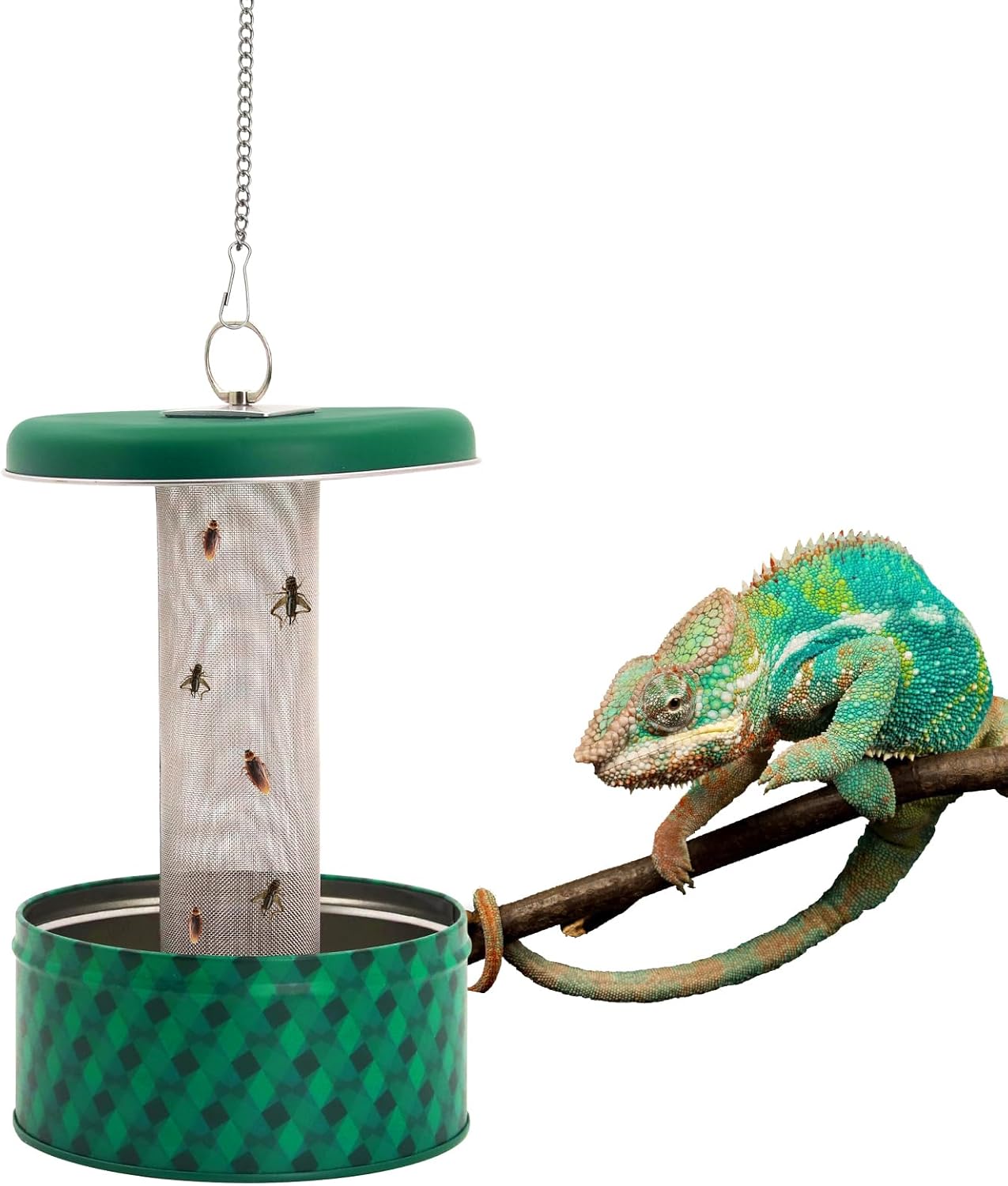 Water Dish Reptile - Alimentador de dragón barbudo, camaleón, cuenco