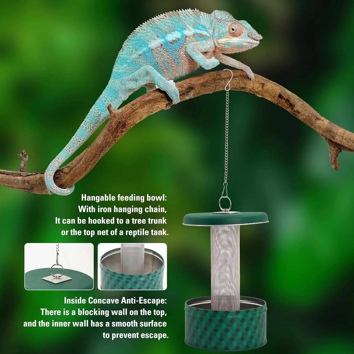 Alimentador de dragón barbudo, - Water Dish Reptile reseña y precio